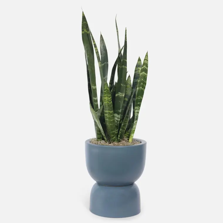 Sansevieria Black Coral snake plant