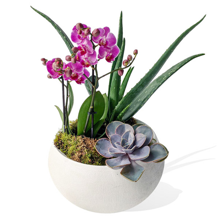 Orchid and succulent bowl arrangement