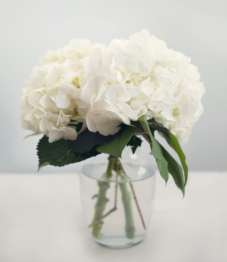 White Hydrangea