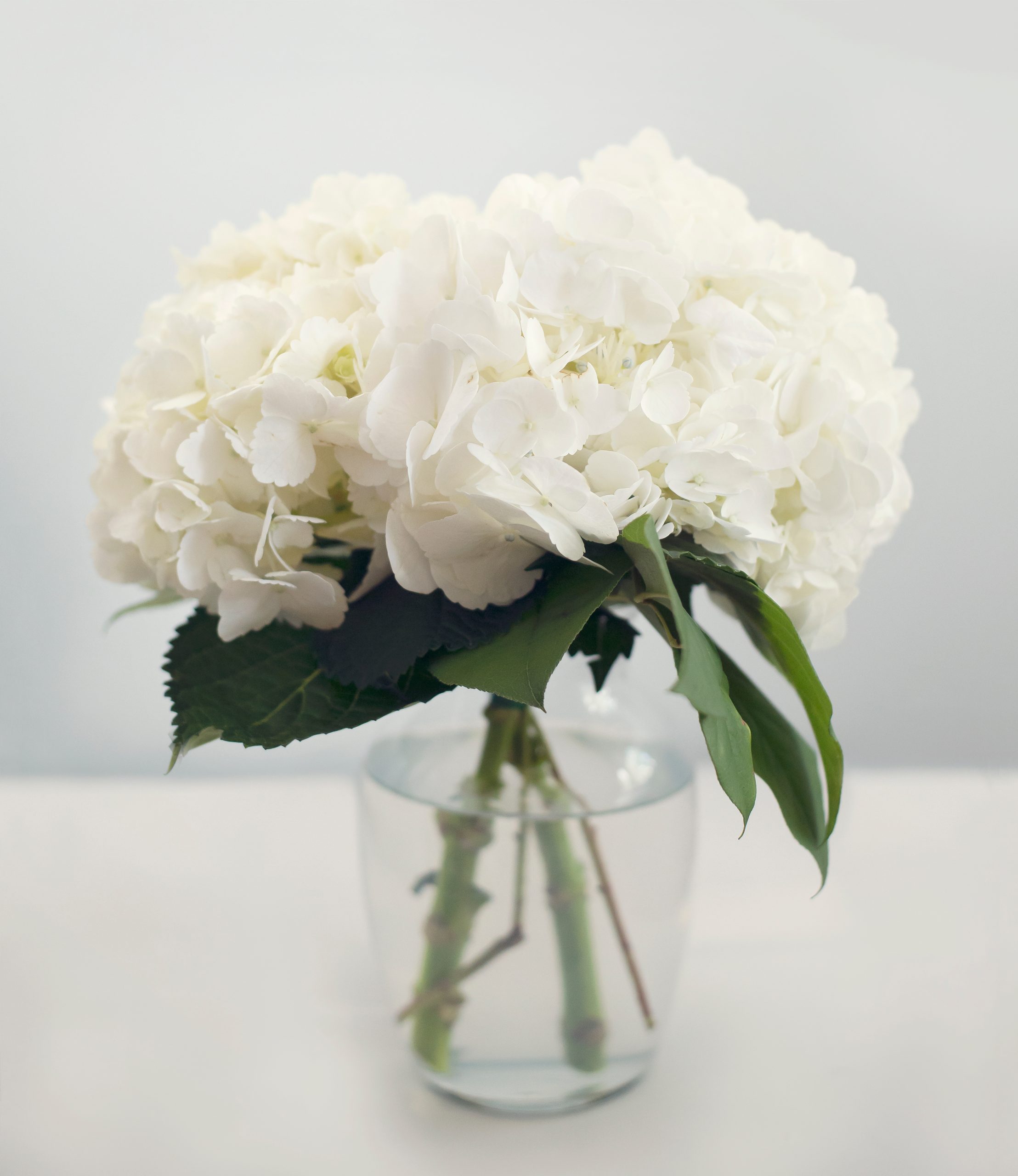 White Hydrangea