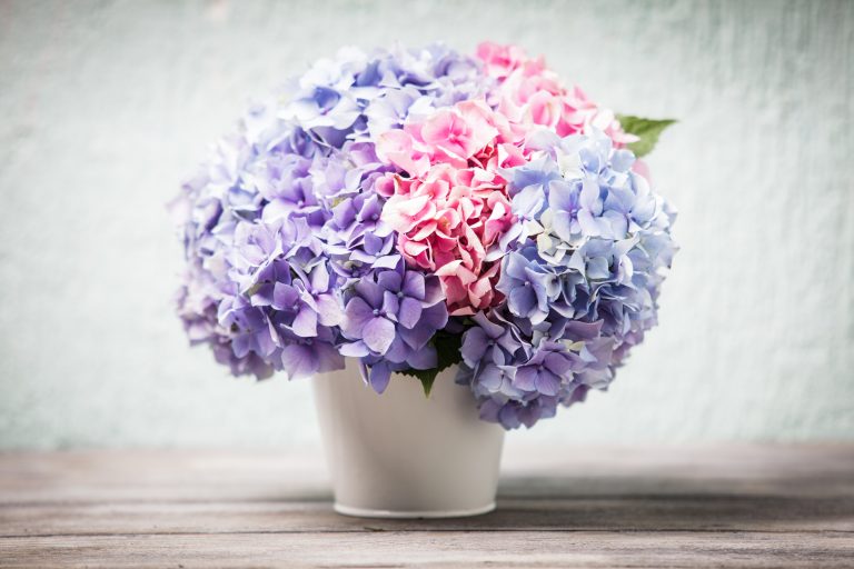 Two Toned Hydrangea