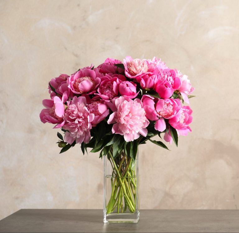 Dreamy pink peonies