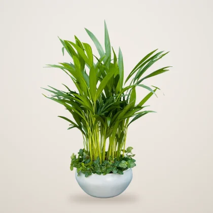 Areca Palm and Ivy Bowl - flowers delivered in Dubai | 800petals