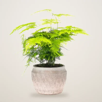 Asparagus fern houseplant - flowers delivered in Dubai | 800petals
