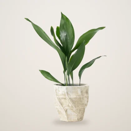 Aspidistra houseplant - flowers delivered in Dubai | 800petals