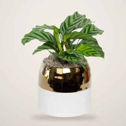Calathea Freddie - flowers delivered in Dubai | 800petals
