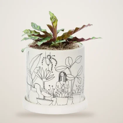 Calathea Rattlesnake - flowers delivered in Dubai | 800petals