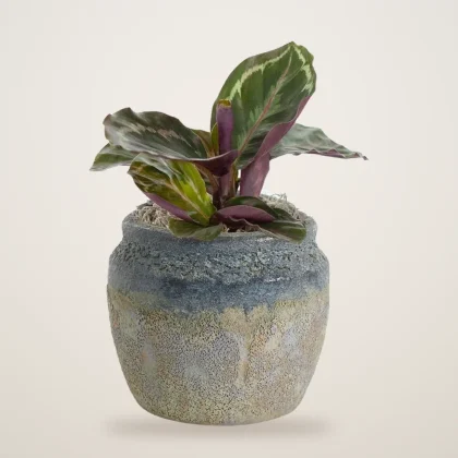 Calathea Roseopicta - flowers delivered in Dubai | 800petals