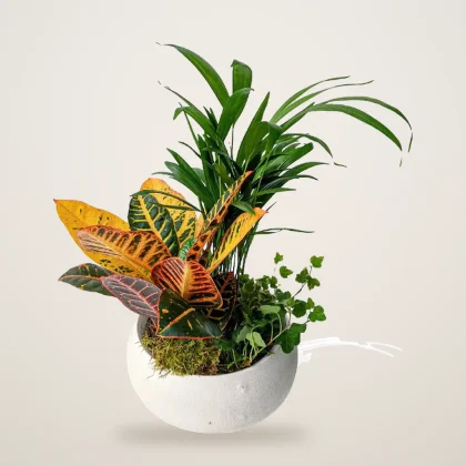 Croton and Palm Mixed Planter - flowers delivered in Dubai | 800petals