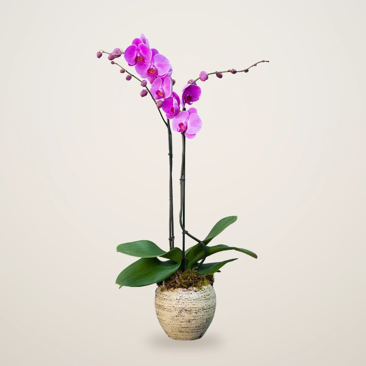 Double stemmed pink orchid - flowers delivered in Dubai | 800petals