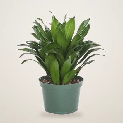 Dracaena Compacta - flowers delivered in Dubai | 800petals