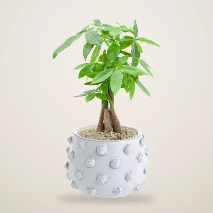Money Tree – Piccolo - flowers delivered in Dubai | 800petals