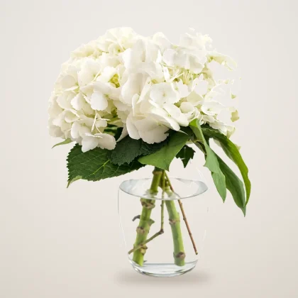 Moonlight bloom- White Hydrangea - flowers delivered in Dubai | 800petals