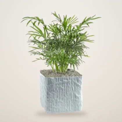 Neanthe Bella Palm - flowers delivered in Dubai | 800petals