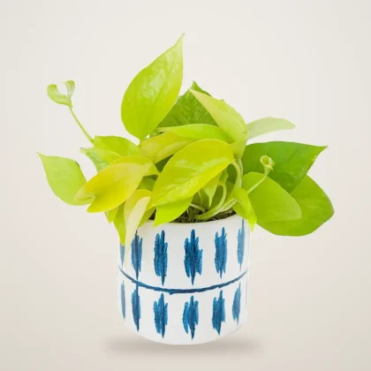 Neon Pothos - flowers delivered in Dubai | 800petals
