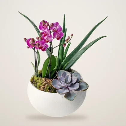 Orchid and Succulent Bowl - flowers delivered in Dubai | 800petals