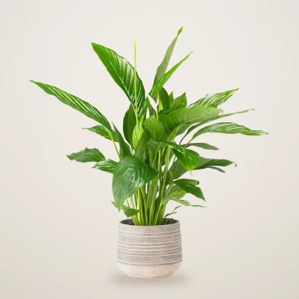 Peace Lily - flowers delivered in Dubai | 800petals