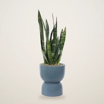 Sansevieria Black Coral - flowers delivered in Dubai | 800petals