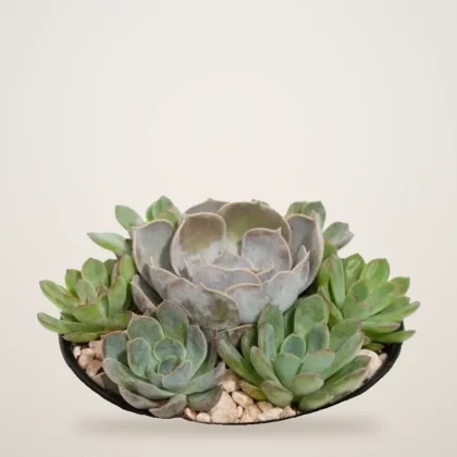 Succulent Dish - flowers delivered in Dubai | 800petals