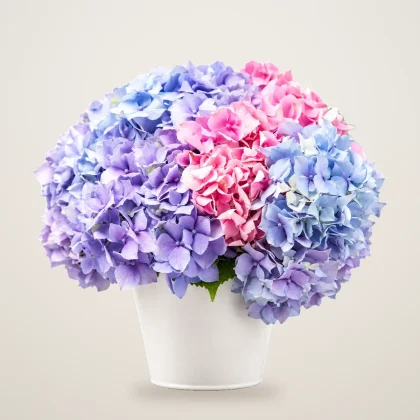 Two toned Hydrangea - flowers delivered in Dubai | 800petals