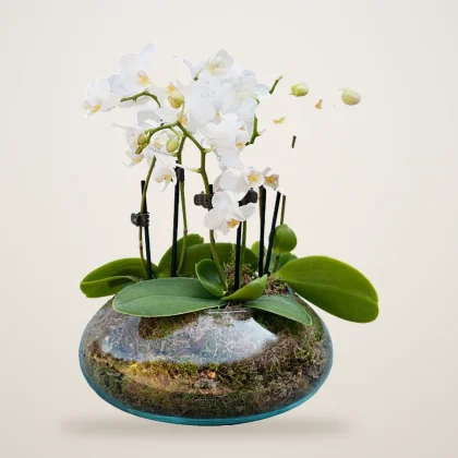 White Orchid Bowl - flowers delivered in Dubai | 800petals