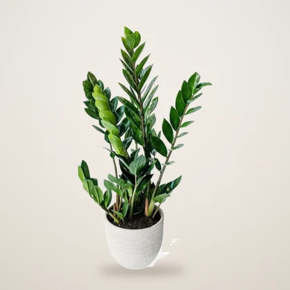 Zamioculcas Zamifolia - flowers delivered in Dubai | 800petals
